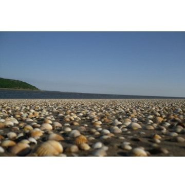 Notice Gallery for Pearl Dorothy COLLINS