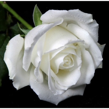 Notice Gallery for Dora BIRCH