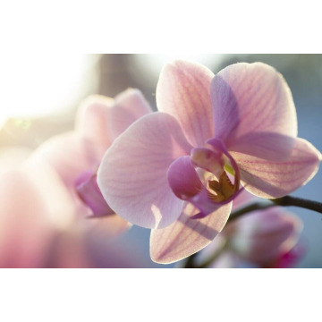 Photo of Vivienne SMART