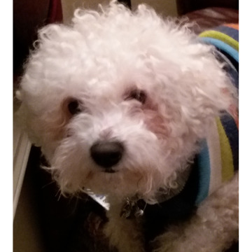 Notice Gallery for Francis HIGHFIELD