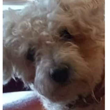 Notice Gallery for Francis HIGHFIELD