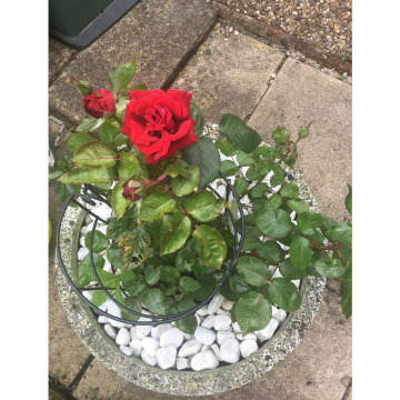 Photo for notice Michael ROWLEY