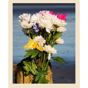 Photo for notice Patricia Evelyn GARDINER