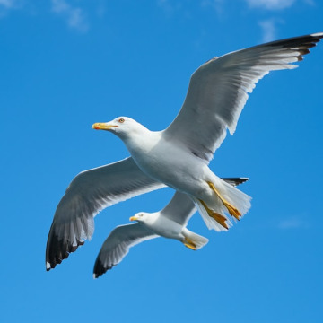 Notice Gallery for Peter & Edna BATTEN