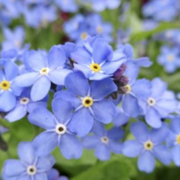 Notice Gallery for Graham Trevor RICHARDSON