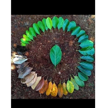 Notice Gallery for Stuart Murray EAGLESOME