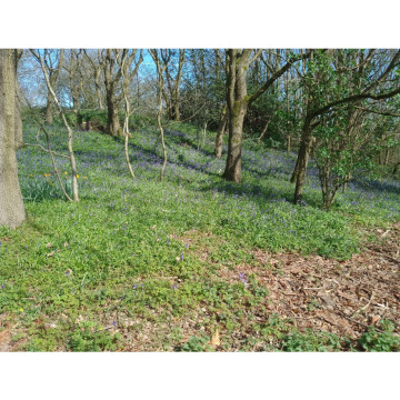 Photo for notice Joy Bernadette SPAVINS