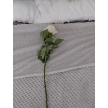 Notice Gallery for Linda MUCHA