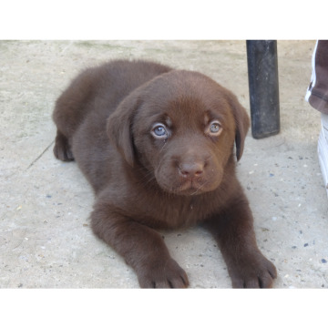 Photo for notice Vera JOLLEY