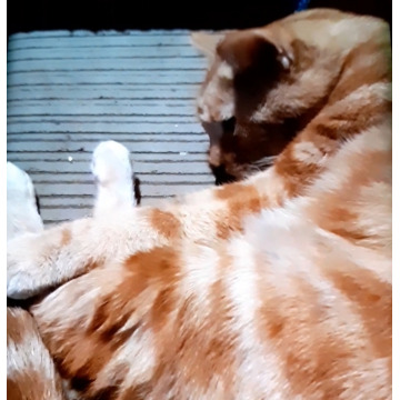 Photo of Ruby ELLIOTT