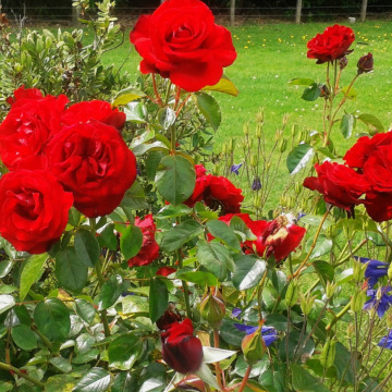 Notice Gallery for Shirley ORAM