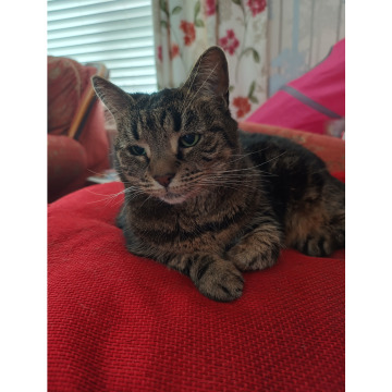 Notice Gallery for Irene MCCORMICK