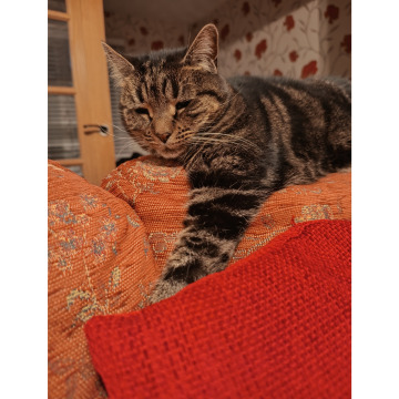 Photo for notice Irene MCCORMICK