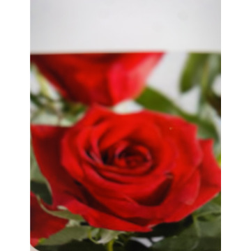 Photo for notice Ivan John DEXTER