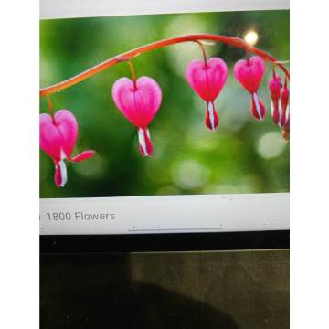 Photo for notice Ivan John DEXTER