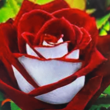 Photo for notice Ivan John DEXTER