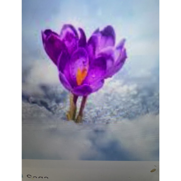 Photo for notice Ivan John DEXTER