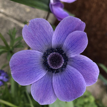 Photo for notice Clarinda MANKEE