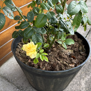 Notice Gallery for John BLURTON