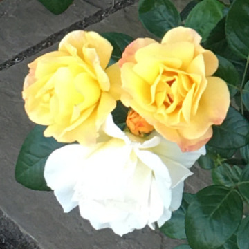 Photo for notice Percy Fredrick William FEAR