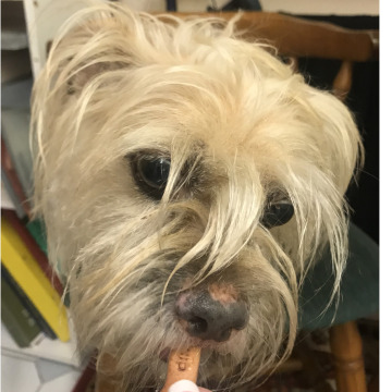 Notice Gallery for Sheila Eleanor Wyndham EVANS