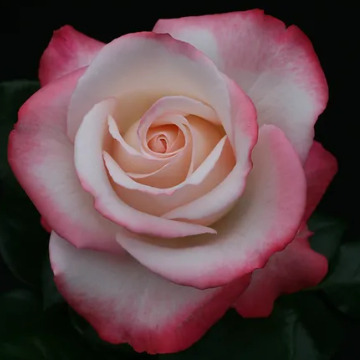 Notice Gallery for Harry & Louisa SEDDON