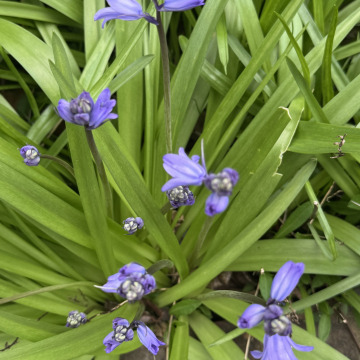 Photo for notice Beryl Alvine TABOR