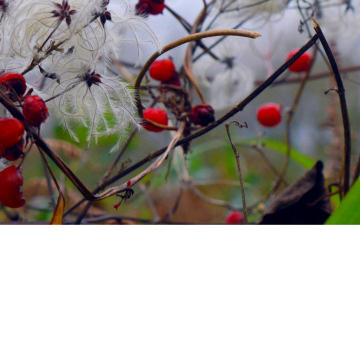 Notice Gallery for Jennifer Dowell SABOOR