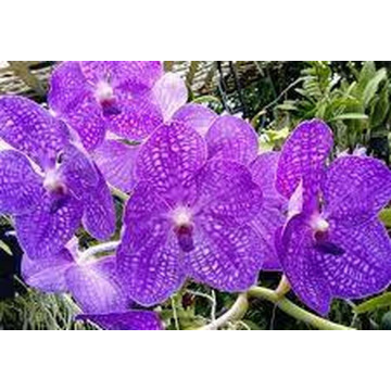 Photo of Vanda CUTLER
