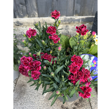 Photo for notice Marlene Jessie HOWCROFT ( NEE TIMMONS)