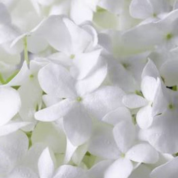 Photo of Beryl CAMM (NEE SAGAR)