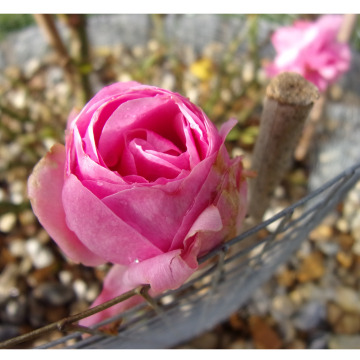 Photo for notice Margaret JAMES