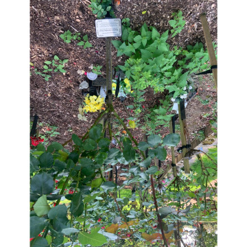 Notice Gallery for Maureen Christine HAYES