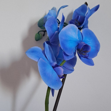 Photo of Davinia GRAHAM