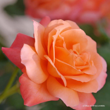 Photo for notice George NICHOLSON