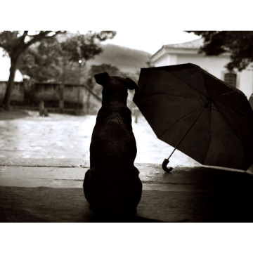 Photo for notice Dobie FLEMING