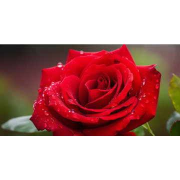 Photo of Roger Charles REDMOND