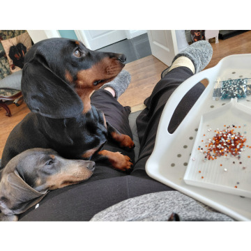 Photo for notice Stephen COLLINS