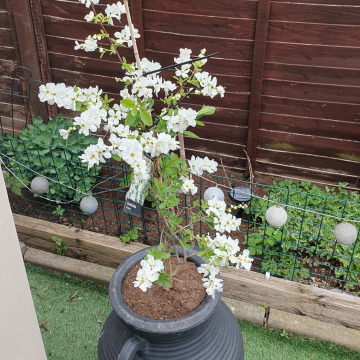 Notice Gallery for Iris June GIBBS