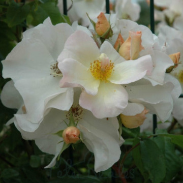 Photo for notice Valerie Anne EWART