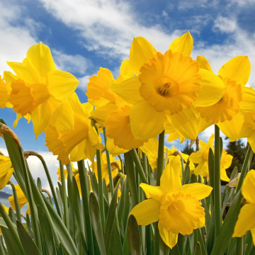 Photo of Anne Doreen BENNETT