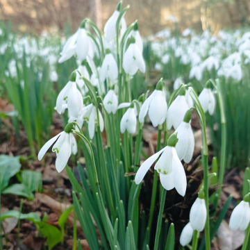 Photo of Merle Rosemary PHILLIPS