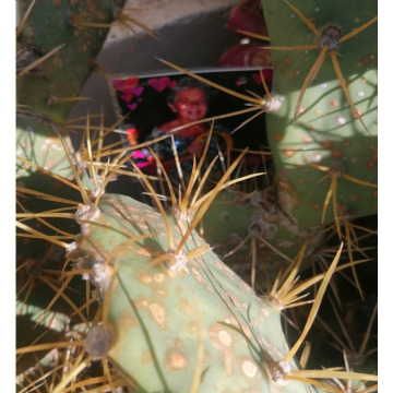 Photo for notice Patricia Sarah DOYLE