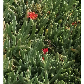 Photo for notice Patricia Sarah DOYLE