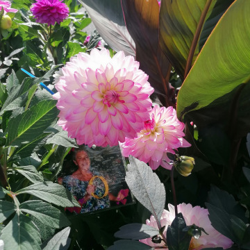 Tribute photo for Patricia Sarah DOYLE