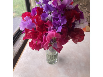 Notice Gallery for Stafford WILLIAMS