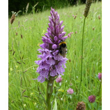 Notice Gallery for David Henry CARROLL