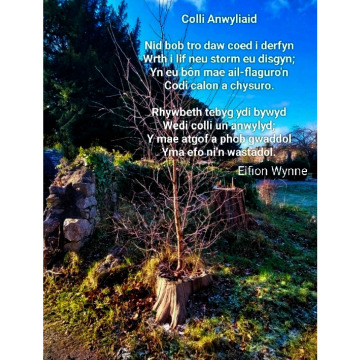Photo for notice Mair OWEN