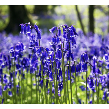 Notice Gallery for Norman COWAP