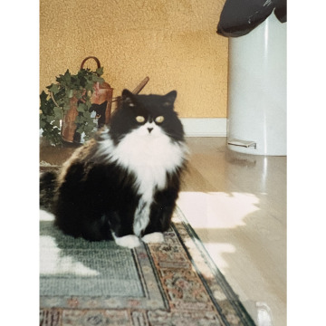 Notice Gallery for Eileen SPAMER